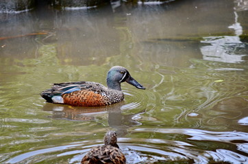 Australian Shoveler  duck