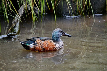 Australian Shoveler  duck