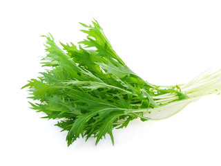 Mizuna lettuce, Japanese Mustard isolated on white background