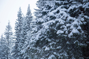 snowfall in the forest