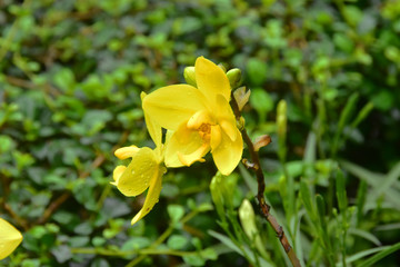 Fototapeta premium Yellow Orchid in the backyard