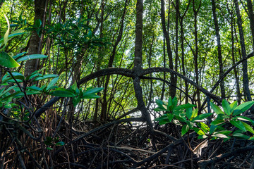 Mangrove forest in the south of the Thailand, Krabi