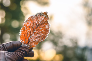 Frosty plant in hands