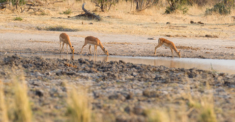 Common Impala (Aepyceros melampus)