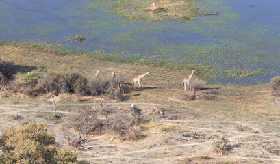 Adult giraffe in Botswana, aerial view