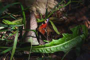 Peacock butterfly with autumn leaves