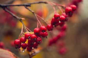 branch with red berries and golden autumn foliage