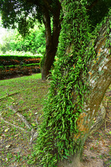 Giant and Hight Tree in the Garden