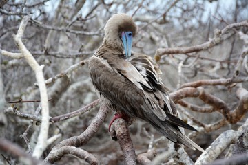 Red Footed Booby Preening