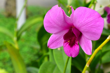 The Beautiful Pink Orchid Flower