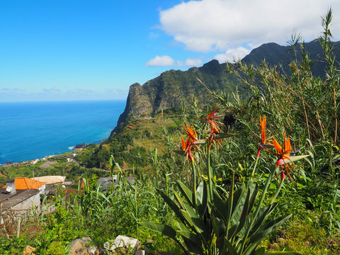 Blühende Strelizien im Norden Madeiras