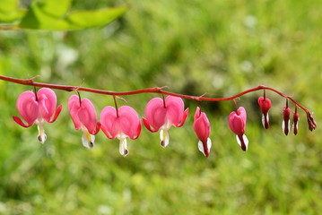 The heart shaped flowers of the bleeding heart plant Dicentra spectabilis
