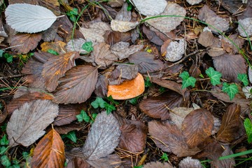 Lactarius deliciosus, the saffron milk cap, red pine mushroom mushroom growing in the autumn forest, Berga, Spain
