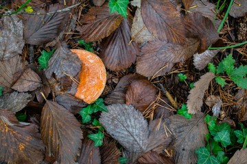 Lactarius deliciosus, the saffron milk cap, red pine mushroom mushroom growing in the autumn forest, Berga, Spain