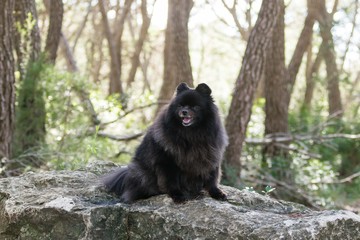 Black pomeranian spitz outdoors, fluffy cute dog