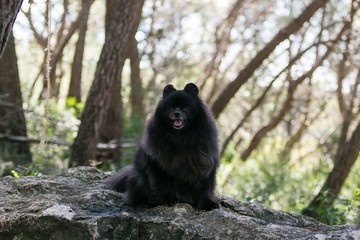 Black pomeranian spitz outdoors, fluffy cute dog