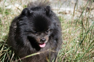 Black pomeranian spitz outdoors, fluffy cute dog