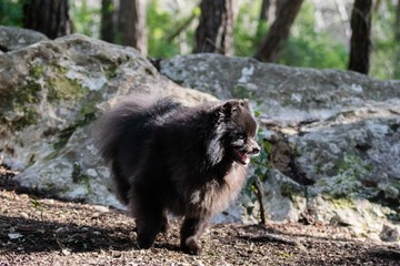 Black pomeranian spitz outdoors, fluffy cute dog