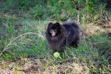  Funny black pomeranian spitz dog playing with the tennis ball