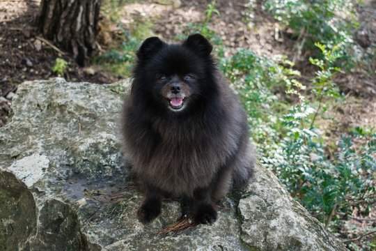 Adult black sale pomeranian