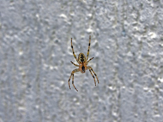 spider on web