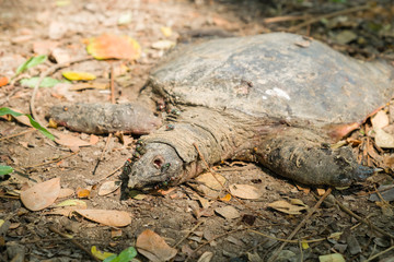 dead of COMMON SIAMESE SOFT SHELLED TURTLE in the park - 235908655