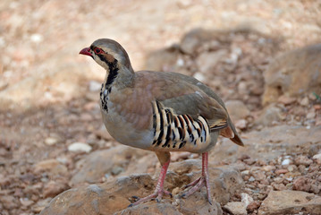 The rock partridge (Alectoris graeca) birds