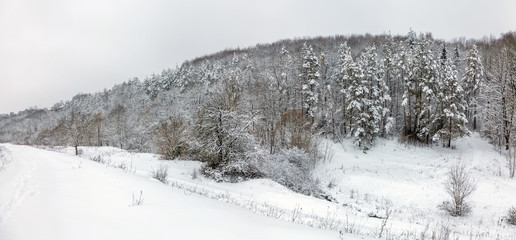 Winter forest