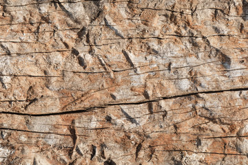 decay wood, background