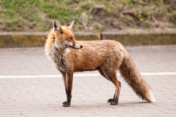 Fuchs