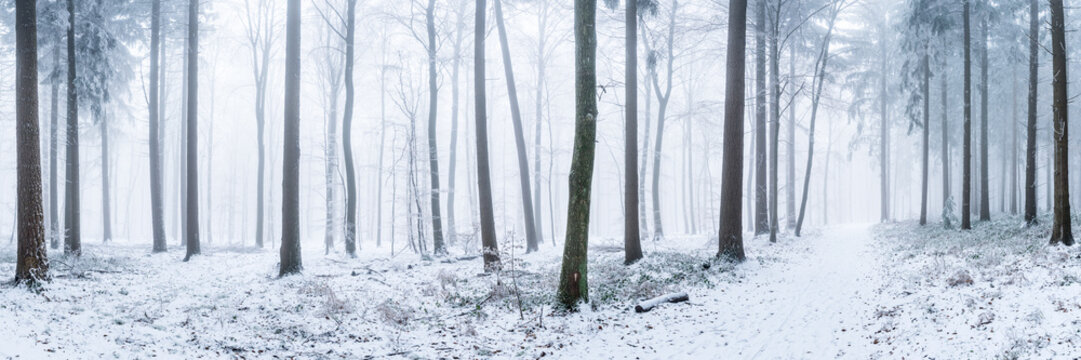 Fototapeta Panorama lasu w zimie
