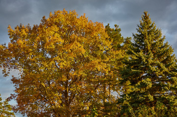 Red oak (Quércus rúbra) and blue spruce in the rays of the sun at sunset .. Yellow leaves with shades of red on the oak crown and against the sky in gray clouds. Golden autumn for design.