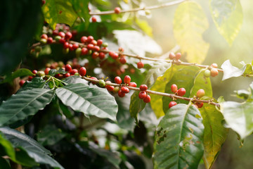 Fresh coffee beans on bunch trees.