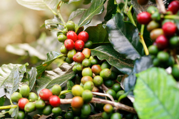 Fresh coffee beans on bunch trees.