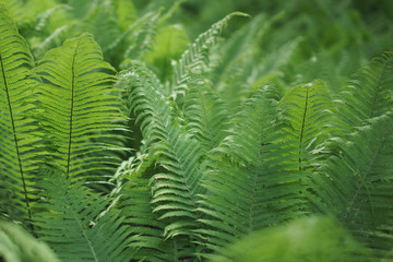 Scenic background for the design of fern thickets.