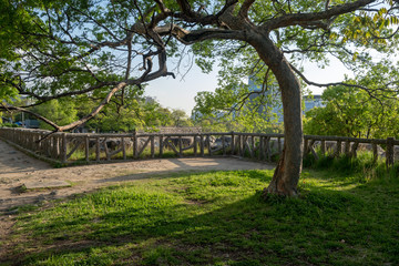 one single tree in summer time