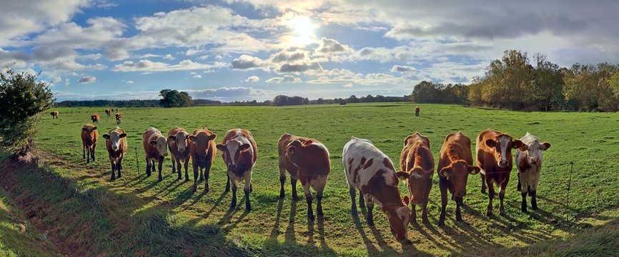 Panorana of a group of cows on a field