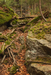 Roots covered with moss in the forest. Beautiful intertwining roots of trees covered with moss and greens in the forest.