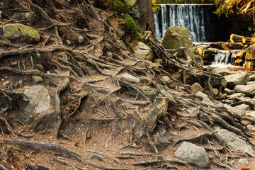 old tree roots cover stones in a deep forest with waterfall on background