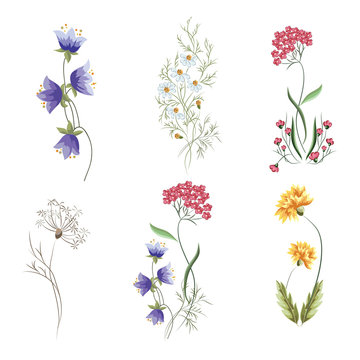 Wildflowers. A set of graphic elements for botanical compositions. Vector illustration on isolated white background
