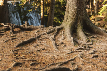 Massive tree with old crooked roots intertwined in forest ground and waterfall on background