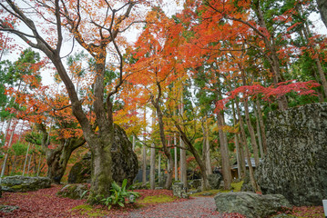 Fototapeta na wymiar Beautiful Autumn Leaves in Kyoto