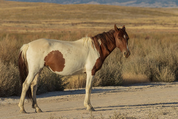Plakat Wild Horse in the Utah Desert
