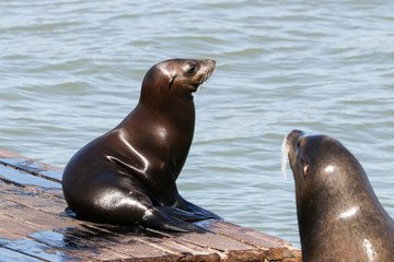 Two sea lion sitting on a pontoon. Sea Lions at San Francisco Pier 39 Fisherman's Wharf has become a major tourist attraction.