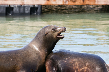 Fototapeta premium A sea lion screams around in the area. Sea Lions at San Francisco Pier 39 Fisherman's Wharf has become a major tourist attraction.