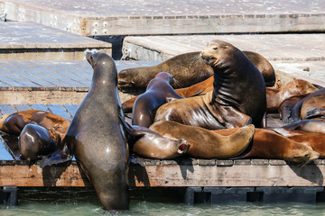 Fototapeta premium Many sea lions lie on a raft and bathe in the sun. Sea Lions at San Francisco Pier 39 Fisherman's Wharf has become a major tourist attraction.
