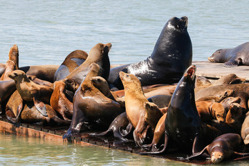 Many sea lions lie on a raft and bathe in the sun. Sea Lions at San Francisco Pier 39 Fisherman's Wharf has become a major tourist attraction.