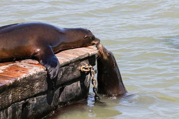 Two sea lion sniff each other. Sea Lions at San Francisco Pier 39 Fisherman's Wharf has become a major tourist attraction.