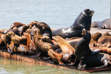 Fototapeta premium Many sea lions lie on a raft and bathe in the sun. Sea Lions at San Francisco Pier 39 Fisherman's Wharf has become a major tourist attraction.