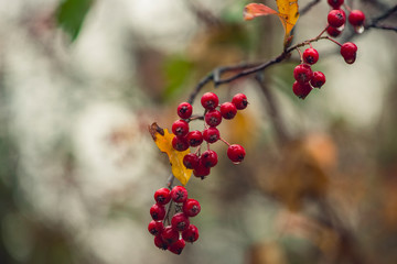 branch with red berries and golden autumn foliage
